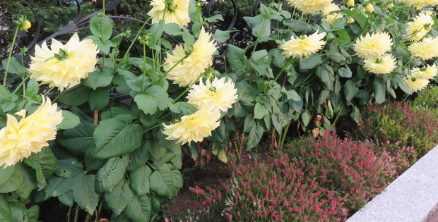 Na końcu części  wypoczynkowej, znajduje się rabata z daliami, która ujmuje nas pięknymi kwiatami. 
