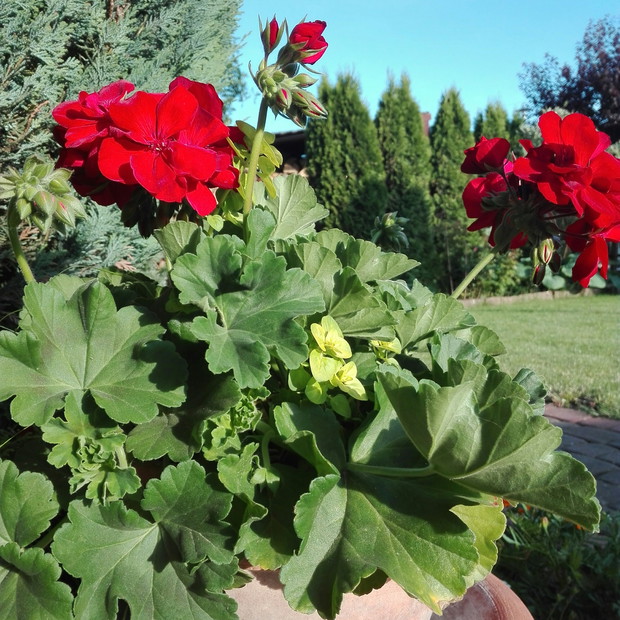 Na pełnym słońcu sprawdzają się zawsze pelargonie.