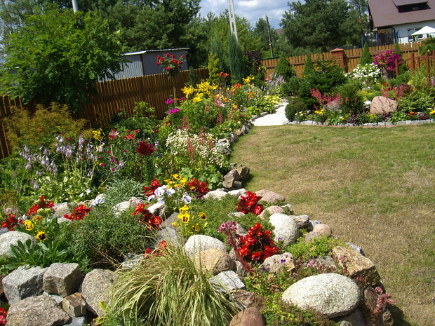 Na środku rabaty robinia akacjowa, a dalej róża na paliku