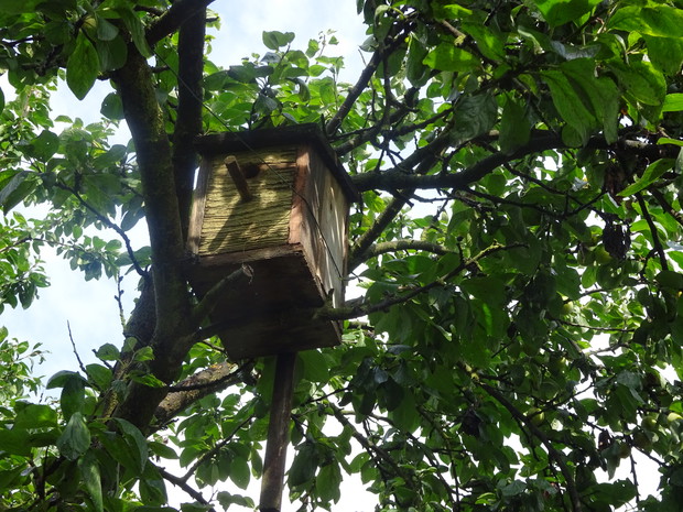 Na tym samym drzewie druga budka dla sikorek.