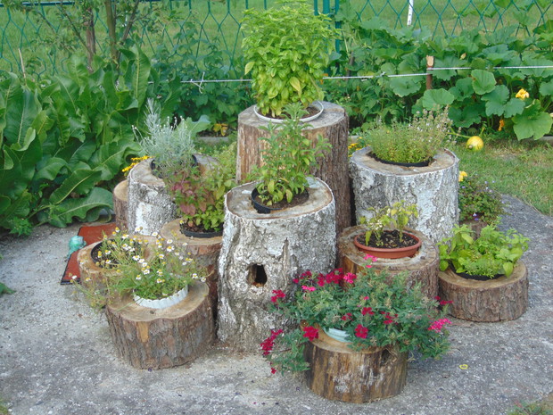 Nasze ulubione zioła