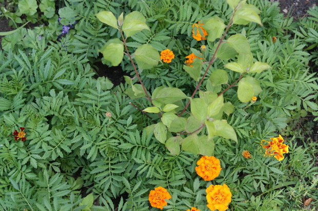 Niektóre krzewy jeszcze małe, zginęły w gąszczu turków, które się same wysiały zostawione na zimę