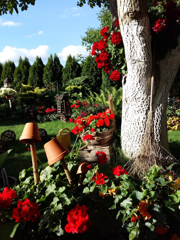 Niezawodne pelargonie i begonie urozmaicą każdy zakamarek ogrodu