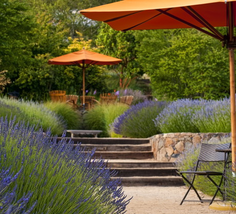 Obsadzenie lawendą miejsca wypoczynkowe w ogrodzie pozytywnie wpłynie na relaks (zdj.: Fotolia.com)