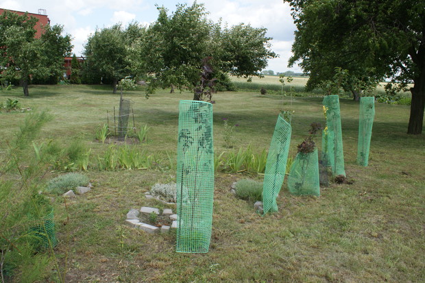 Ochrona przed sarnami - słabo się sprawuje