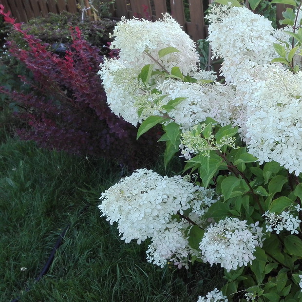 ogromne kwiaty dwuletniej hortensji