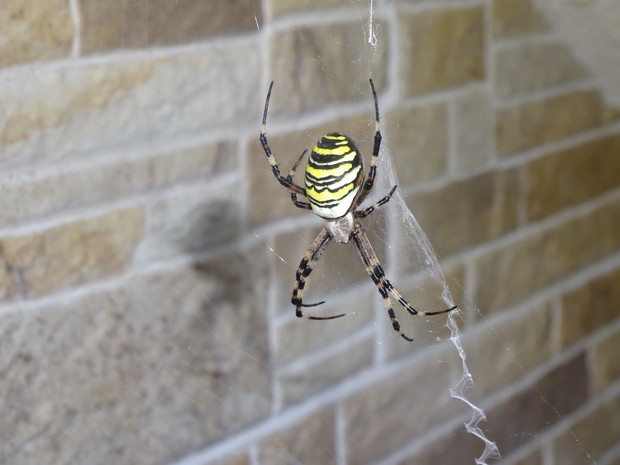 Pająk tygrzyk paskowany - jadowity.