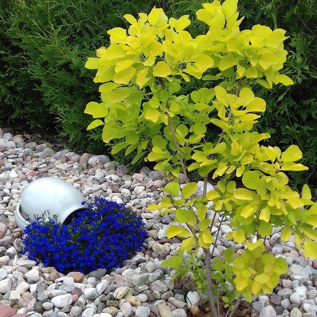 Perukowiec, ale chyba niezbyt lubi słoneczne stanowisko.