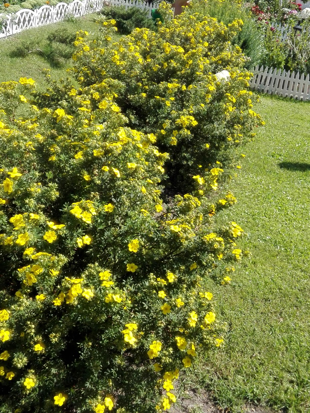 Pieciorniki żółte