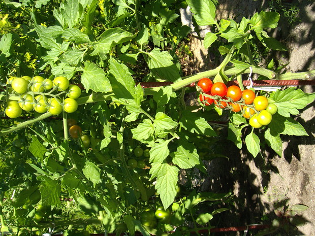 Pierwsze dojrzewające pomidorki