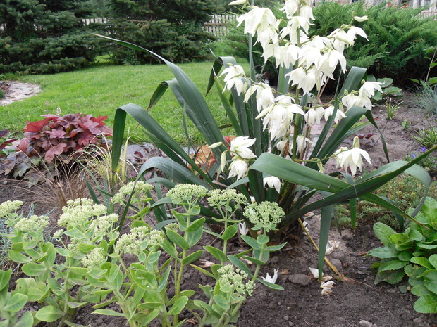 Pierwsze kwiaty na juce