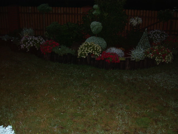 Po deszczu, a wyglądają jak oszronione