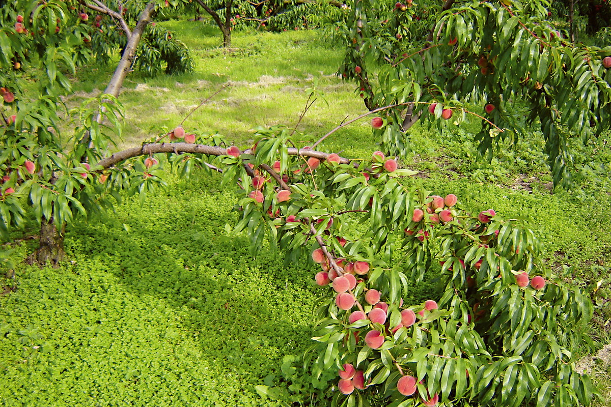 Poplon pod drzewkiem brzoskwini wyciągnie z gleby resztki azotu