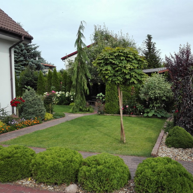 Przed domem dumnie rośnie klon.