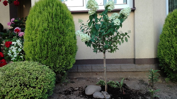 Przed wejściem do domu hortensja na pniu (nowy zakup). Będzie co oglądać. 