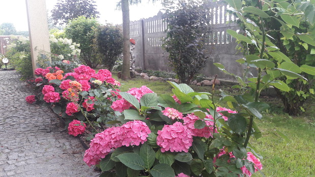 Rabata hortensjowo - różana