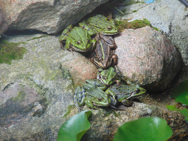 Rodzinka w komplecie - oczko wodne