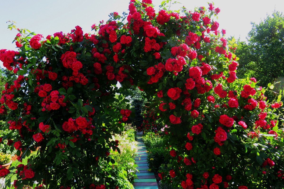 Róża pnąca „ Królowa Ogrodu” zaprasza do wnętrz naszych kolorowych zakątków znajdujących się w ogrodzie.