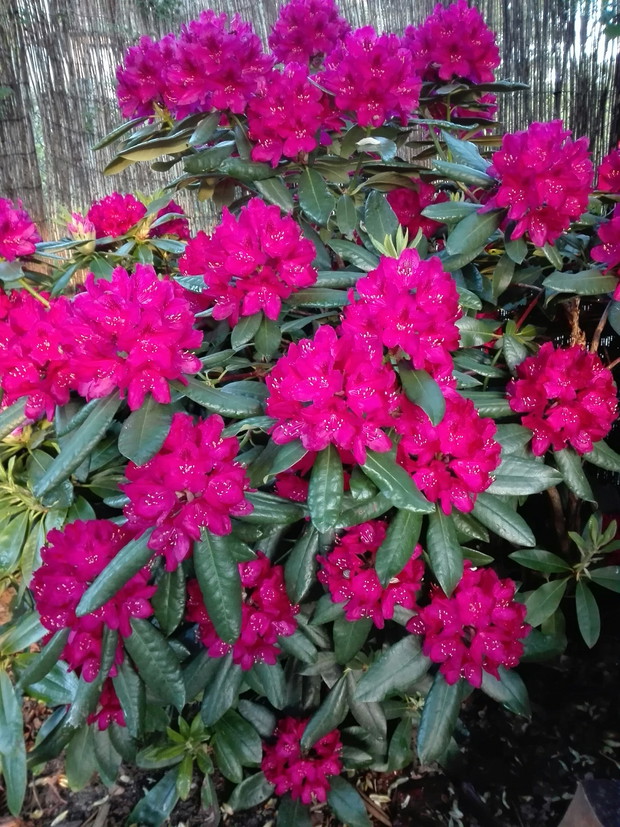 Różanecznik pod dębem.