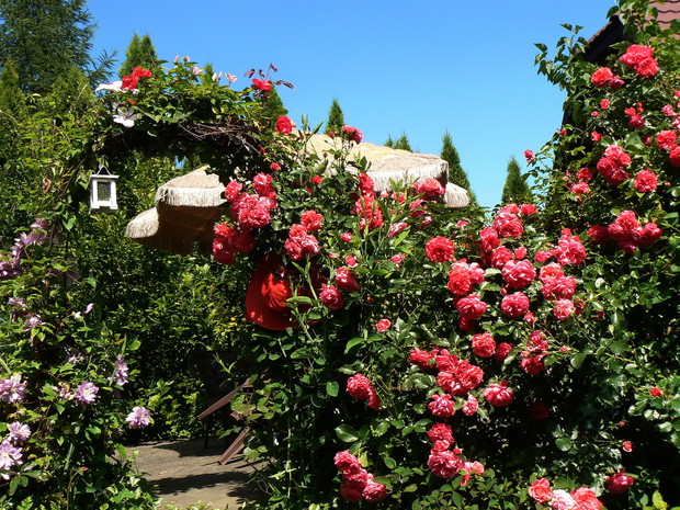 Różany Gaj. w różanym gaju wszyscy śpiewają....