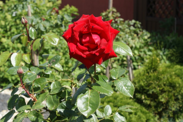 Róże na palikach często chorują