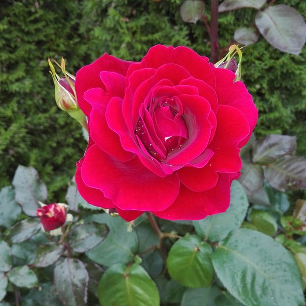 Róże - obowiązkowo.