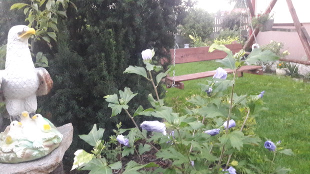 Rozkwitający hibiskus