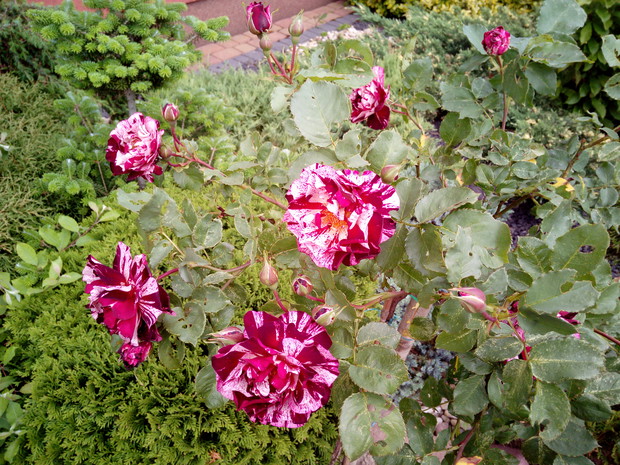 Różyczki na paliku