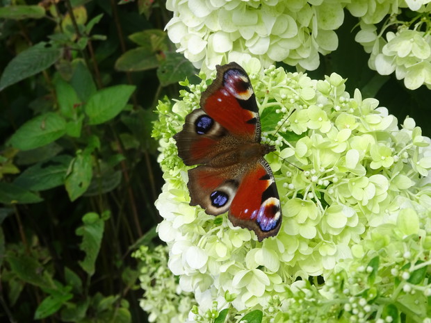 Rusałka pawik na hortensji.