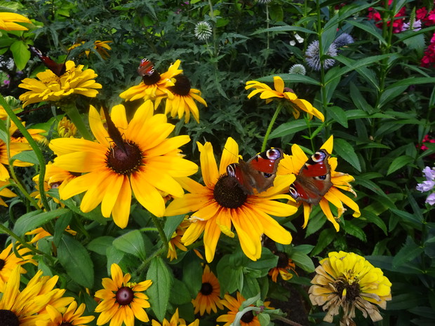Rusałki pawik na rudbekiach.