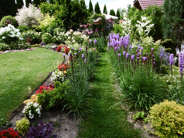 Ścieżka prowadząca do "Różanego Gaju" obsadzona liatrią kłosową. 
