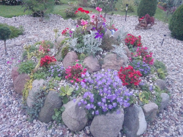 Skalniak obsadzony kolorowymi kwiatami dzwonek beskidzki zeniszki, begonia boberek, rozchodnik,gozdziki,mrozy