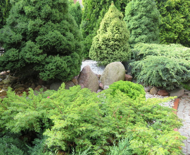 Skalniak z zieloną roślinnością . Rosną na nim różnorodne, krzewy iglaste, otoczone kamieniami, które nadają uroku.
