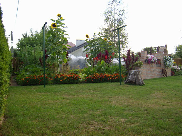 Słoneczniki coraz wyższe