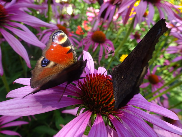 Spotkanie na jeżówce.