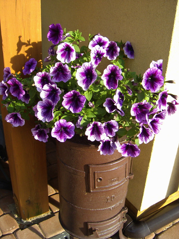 Stary piecyk też może być kwietnikiem