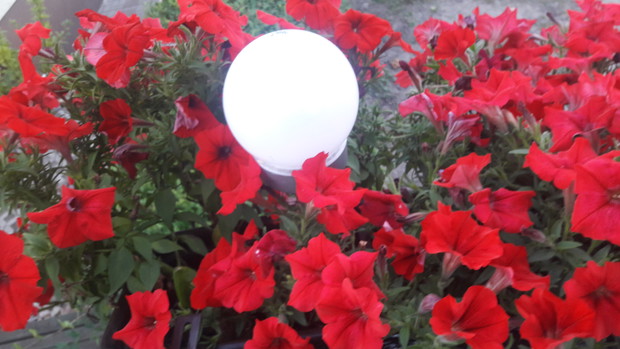 Surfinia o zmierzchu