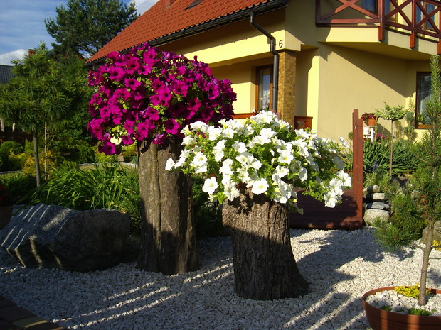 Surfinie na pieńkach