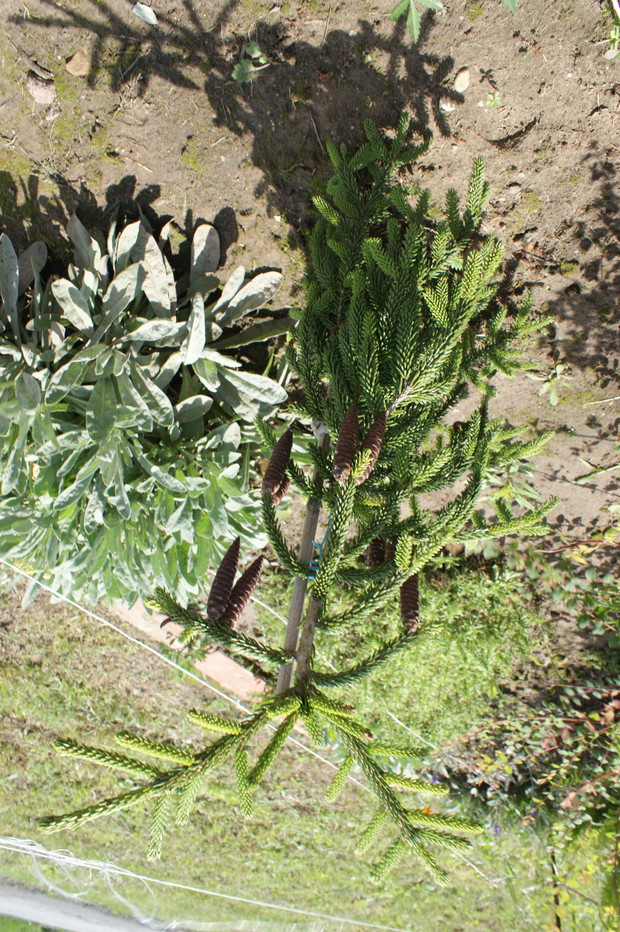 Ta choineczka ma fajne szyszki