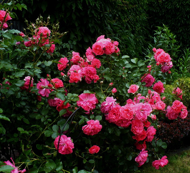 Ta nie zwykła elegancka róża, upiększy każdy ogród.
