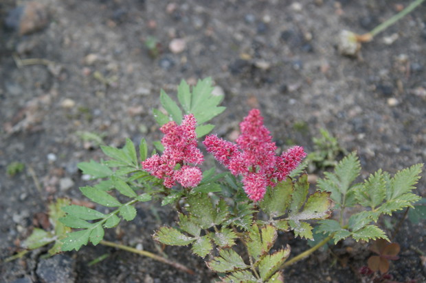 Tawułki trochę małe ale urocze