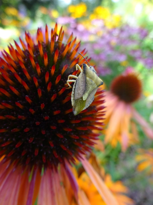 Ten chrząszcz lubi maliny, porzeczki i jeżyny ale nie wiem jak się nazywa. ma bardzo nieprzyjemny zapach .
