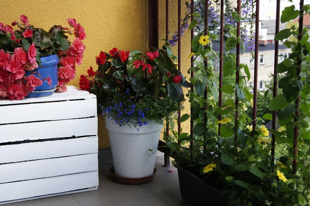 Thunbergia wije się po balustradzie