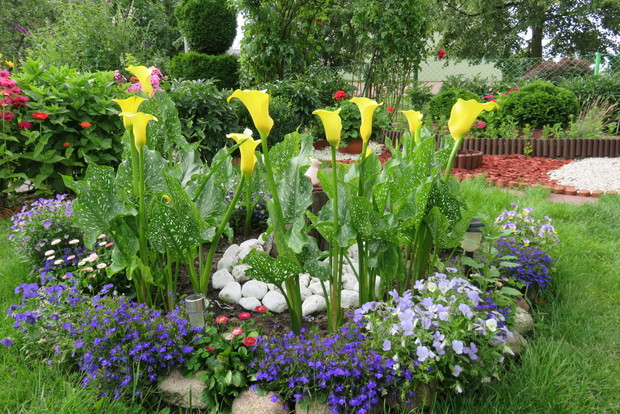 To moje ulubione urocze CENTEDESKIE, potocznie zwane kalie. Swoją urodą przykuwają i zachwycają do tego, aby przy nich przystanąć i nacieszyć wzrok.
