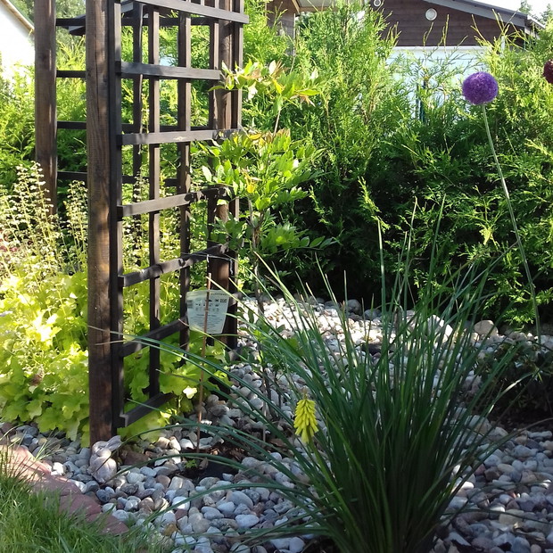 
trytoma, drugi rok w moim ogrodzie. Okrywałam na zimę.