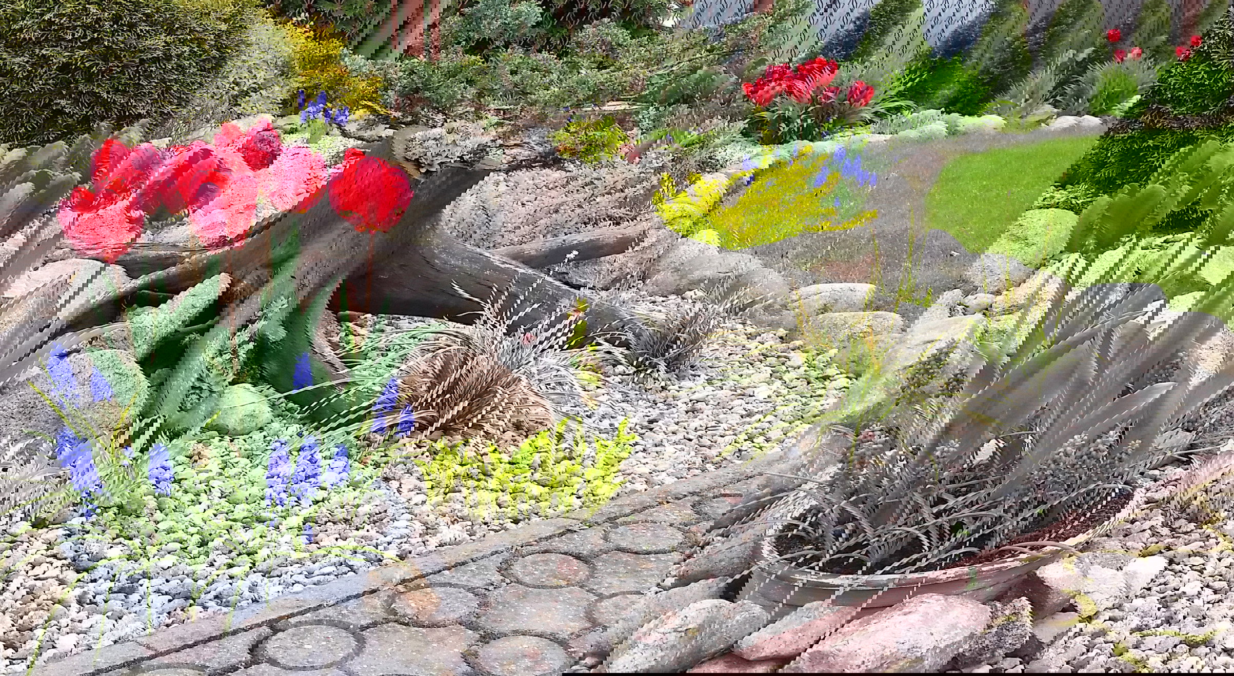 Tulipanowo - szafirkowa wiosna.