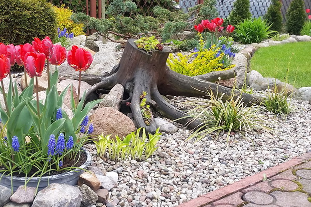 Tulipanowo - szafirkowa wiosna.