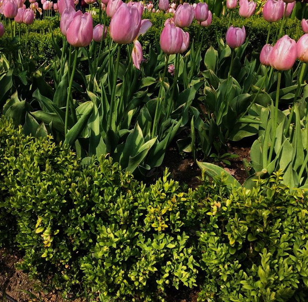Tulipany- urody trudno nie zauważyć, mocne kolory unoszące się nad rabatami rozweselają wiosenny ogród.