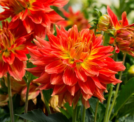 Ubarwione czerwienią dalie o wielkich kwiatach robią na rabacie niebywałe wrażenie (zdj.: Fotolia.com)