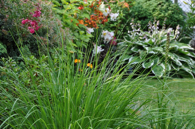 Ulubione trawy i funkie :)